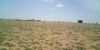 Picture of Agriculture land for sale at Dhone in Kurnool dist-Andhra Pradesh