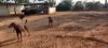 Picture of FARM FOR SALE AT VELDANDA-Nagarkurnool-Telangana