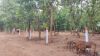 Picture of Open Plot for sale at Polkampally Village, Naganpally,  Rangareddy District,  Telanagana