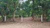 Picture of Open Plot for sale at Polkampally Village, Naganpally,  Rangareddy District,  Telanagana